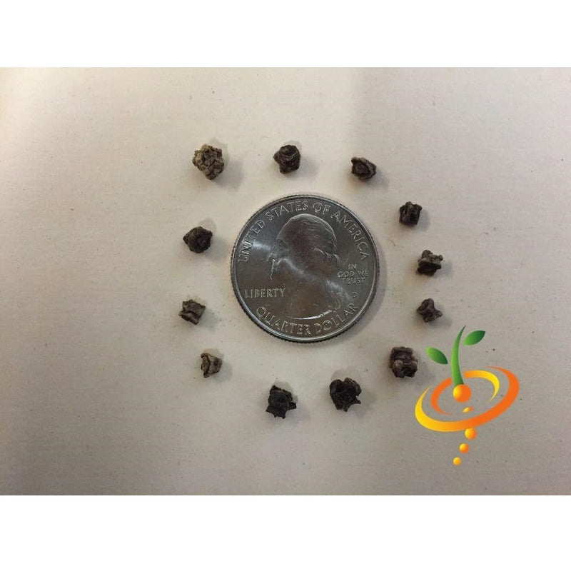 Semillas de remolacha (100% Heirloom / No Híbrido / No GMO). 20 semillas aproximadamente.