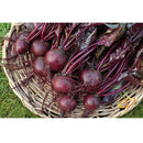 Semillas de remolacha (100% Heirloom / No Híbrido / No GMO). 20 semillas aproximadamente.