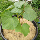 Cascarilla de Arroz Aboquete, 6L