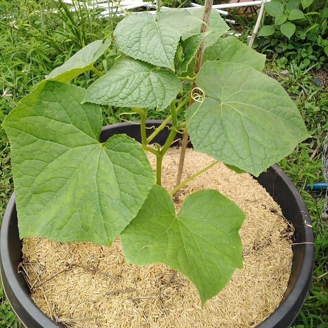 Cascarilla de Arroz Aboquete, 6L