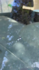 Reparador De Grietas Vidrios De Parabrisas. Kit De Reparacion De Cristales Ventanas Vidrios De Auto. Reparador De Vidrios Rotos O Astillados.