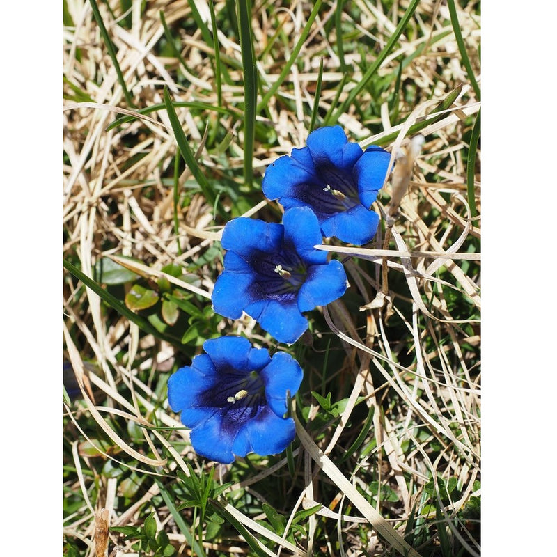 Semillas surtidas de flores silvestres azules