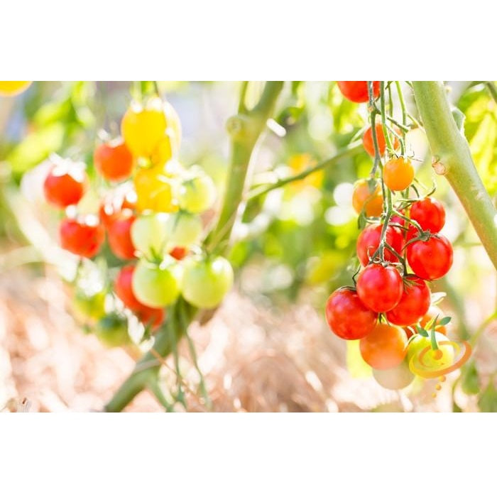 Semillas de tomate cherry rojo grande (100% Heirloom/No Híbrido/No GMO). 15 semillas aproximadamente