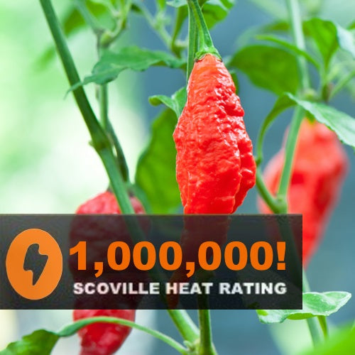 Semillas de aji (HOT) Bhut Jolokia / ají fantasma (No GMO). 5 semillas aproximadamente.