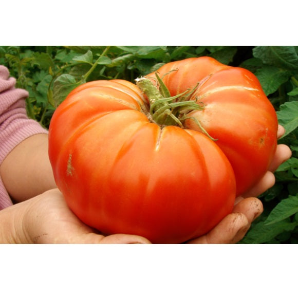 Semillas de tomate gigante (poseedor del record Guinness). 15 semillas aproximadamente.