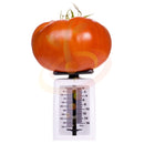 Semillas de tomate gigante (poseedor del record Guinness). 15 semillas aproximadamente.