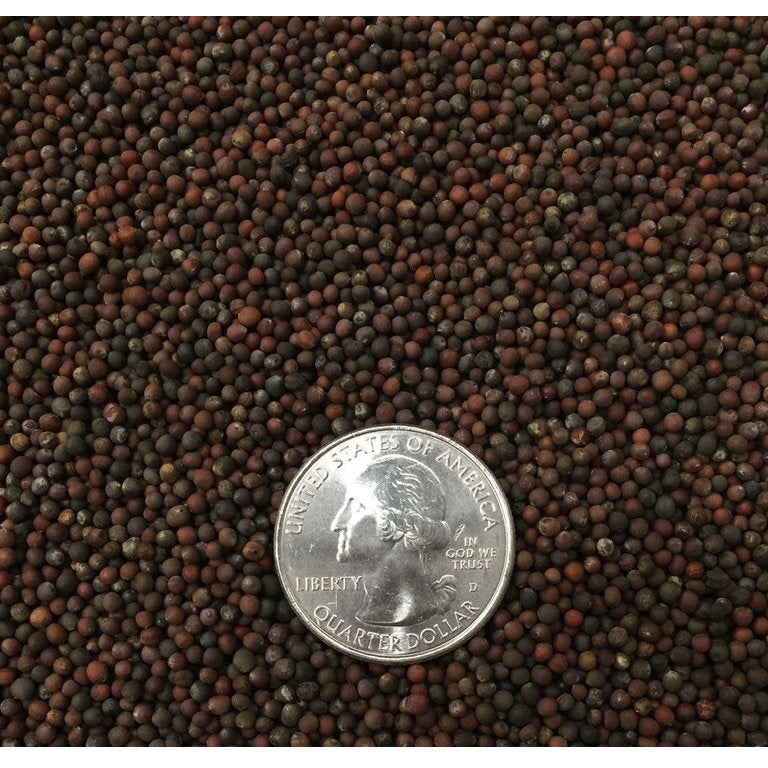 Semillas de coles de bruselas (100% Heirloom / No híbrido / No GMO). 15 semillas aproximadamente.