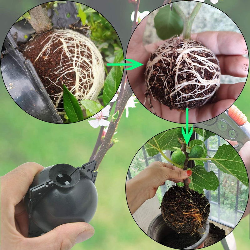 Dispositivo para enraizamiento de plantas y árboles.