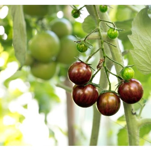 Semillas de tomate cherry negro (100% Heirloom / No Híbrido / No GMO). 15 semillas aproximadamente.